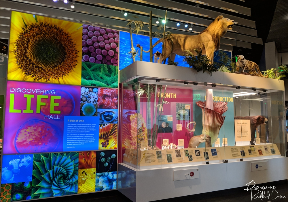 inside the perot museum of nature and science