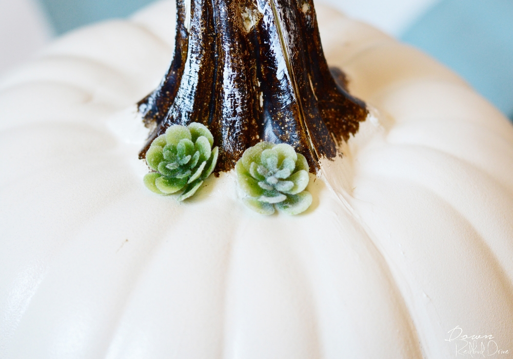 floral-pumpkin-3 mini succulents on a pumpkin